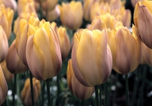 Keukenhof