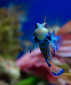 Luik _Musee Zoologique, aquarium met  Synchiropus splendidus