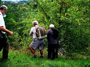 staan appel(tjes)bomen