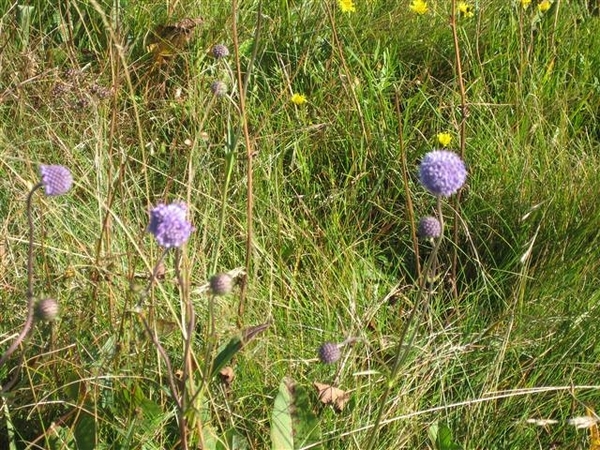 Ballon D'Alsace (9) (Small)