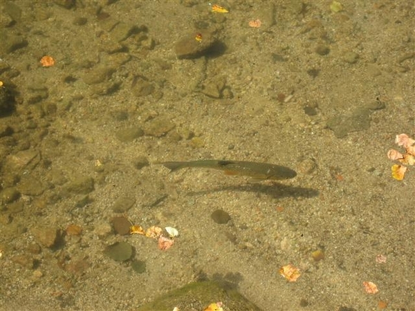 Gerardmeer (13) (Small)