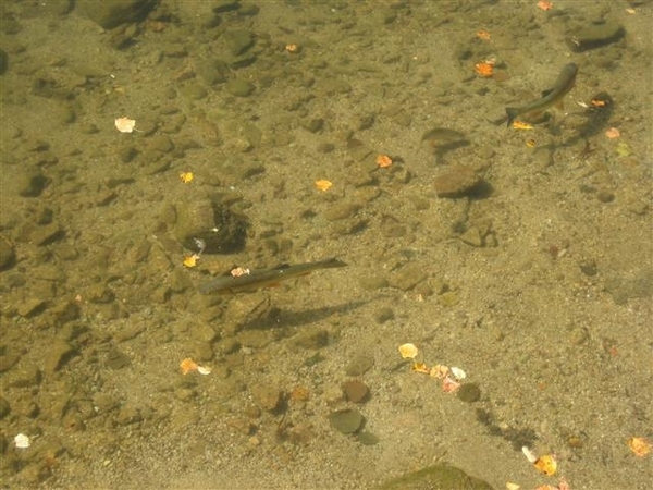 Gerardmeer (14) (Small)