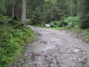 20100819 060 Krimml - watervallen, oude Tauernweg