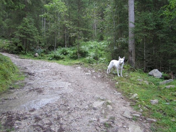 20100819 061 Krimml - watervallen, oude Tauernweg