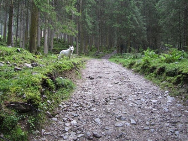 20100819 064 Krimml - watervallen, oude Tauernweg