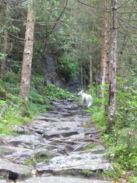 20100819 066 Krimml - watervallen, oude Tauernweg