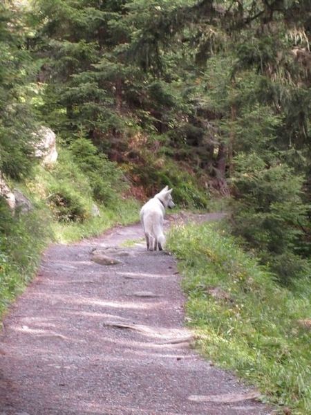 20100820 135 Krimml, Zittauerhut