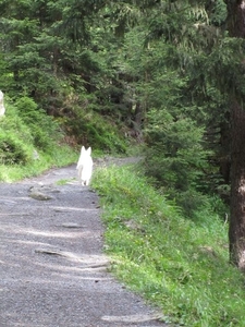 20100820 136 Krimml, Zittauerhut