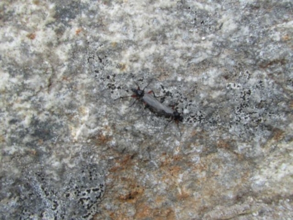 20100820 184 Krimml, Zittauerhut