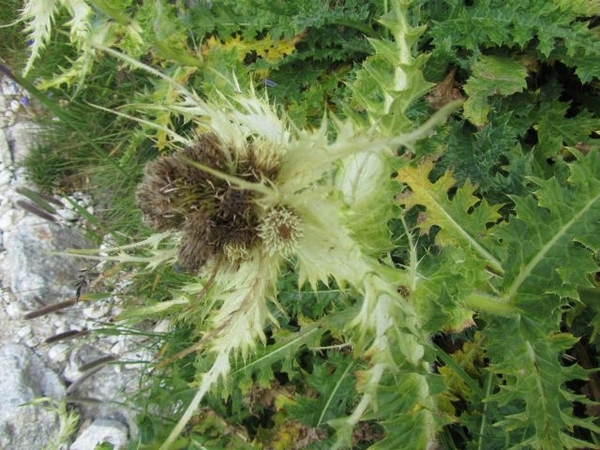 20100821 319 Krimml Richterhut