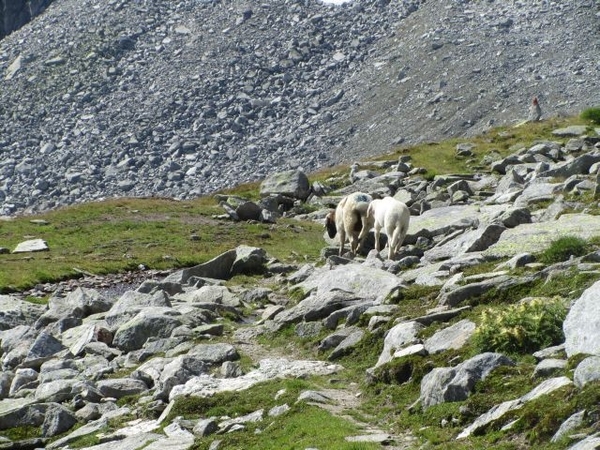 20100823 435 Krimml Windbachtal