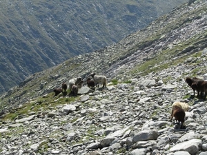 20100823 438 Krimml Windbachtal