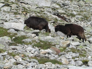 20100823 439 Krimml Windbachtal