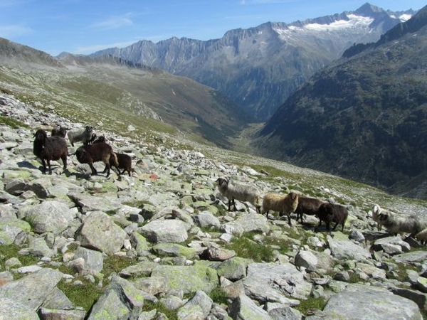 20100823 442 Krimml Windbachtal