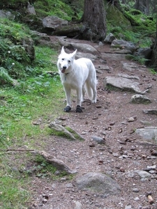 20100823 471 Krimml Windbachtal