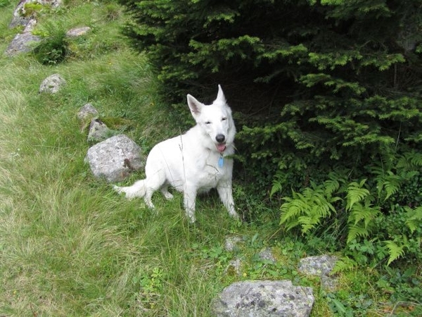 20100823 475 Krimml Windbachtal