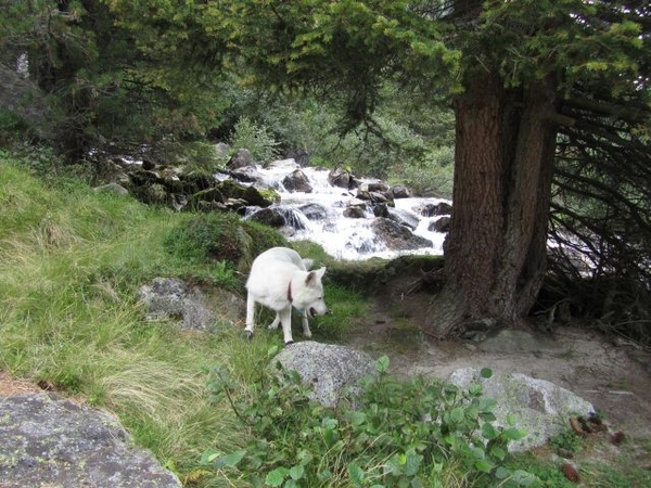 20100823 481 Krimml Windbachtal