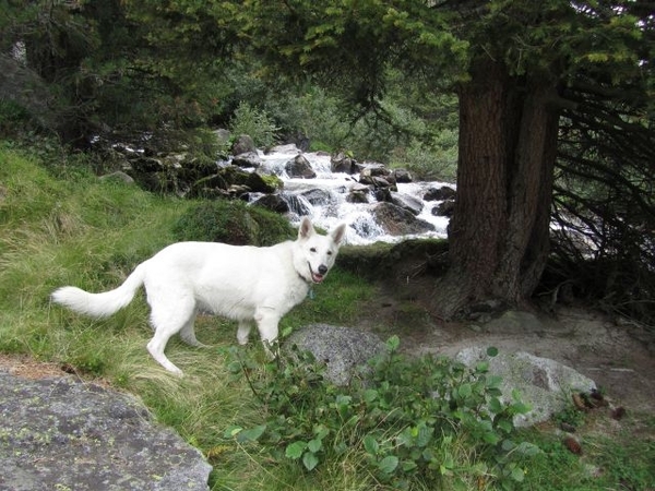 20100823 482 Krimml Windbachtal