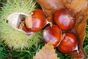tammekastanje
