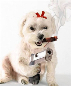 stoute_hond