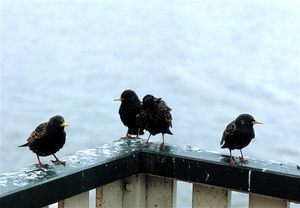 Volendam