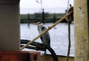 Volendam