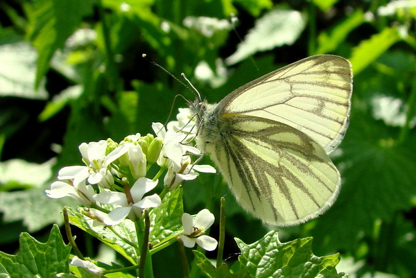 Geaderd Witje