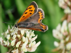 Kleine Vuurvlinder