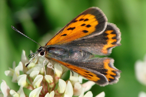 Kleine Vuurvlinder