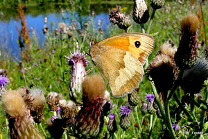 FLR-Bruinezandoog-18-7-2010-