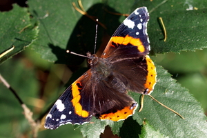 Vanessa-Atalanta