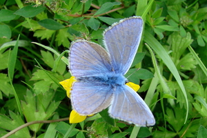 Icarus Blauwtje
