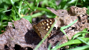 Bont-Zandoogje-14-5-2020