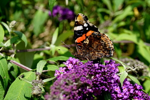 Oranje Zandoogje