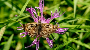 Rups Stjacobsvlinder