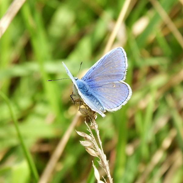 Icarus Blauwtje