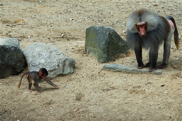 Noorder Dierenpark