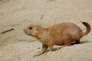 Noorder Dierenpark