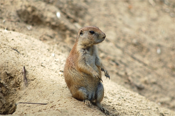 Noorder Dierenpark