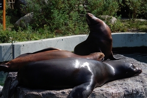 Noorder Dierenpark