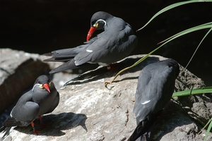 Noorder Dierenpark