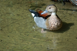 Noorder Dierenpark