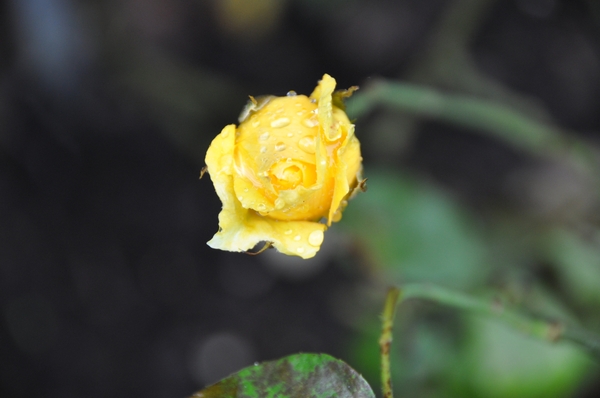 DSC_0027