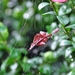 DSC_0016