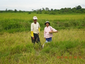 26 veld na de oogst