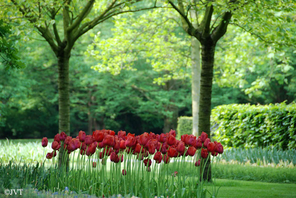 Keukenhof