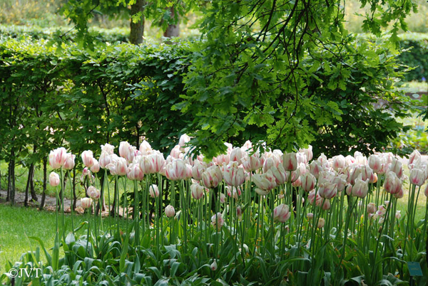 Keukenhof