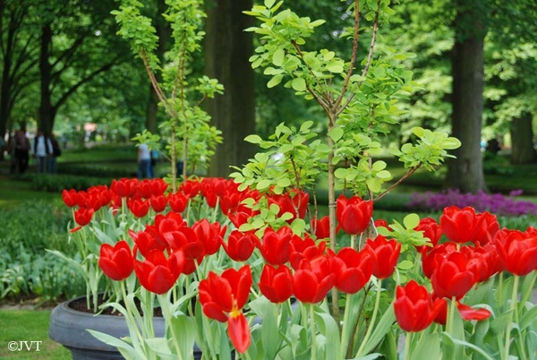 Keukenhof