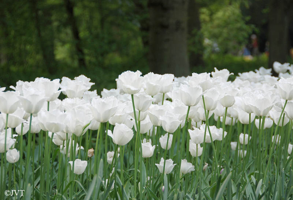 Keukenhof