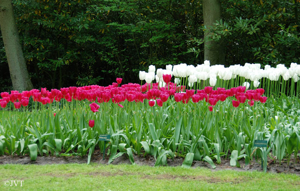 Keukenhof